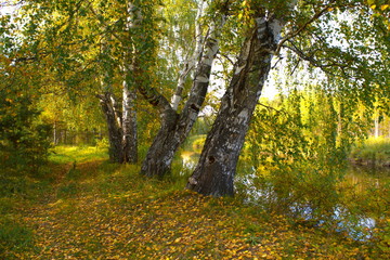 Obraz premium Autumn landscape on the banks of a forest river on a sunny warm day.