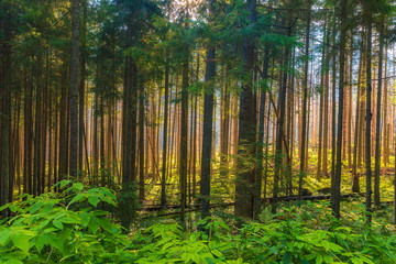 Beautiful forest in Tatra mountains high in the early morning