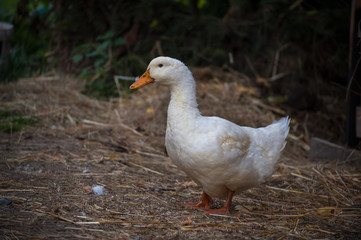 Portrait of beautiful heavy white duck. Duck stands on the ground with blurred background. Domestic animal