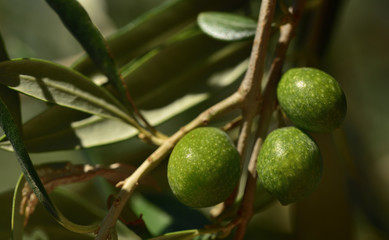 Closeup of unripe green olives at the tree with leaves in Italy