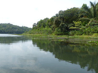 Fototapeta na wymiar Seitenarm des Panamakanals Bäume spiegeln in ruhigem Wasser 