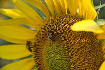 sunflower field on a sunny day
