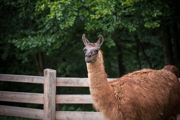 Portrait of beautiful cute funny lama at green blured background. Close up of brown lama in nature. Wild animal, copy space. Farm concept