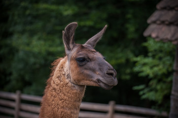 Fototapeta premium Portrait of beautiful cute funny lama at green blured background. Close up of brown lama in nature. Wild animal, copy space. Farm concept