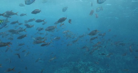 School of Pacific Creolefish from the reefs of the sea of cortez, mexico.