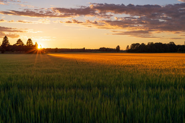 Crop field at sunset