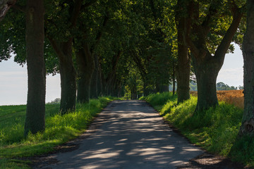 Alley road with old trees