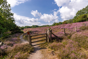 Countryside with fence, path and blue sky