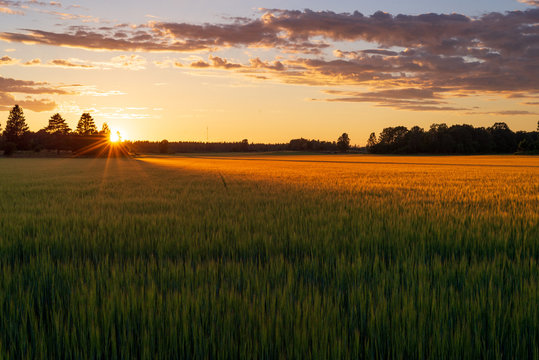 Crop field at sunset © Dejan