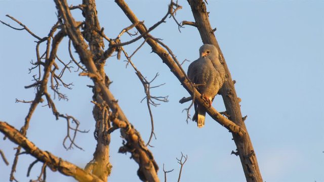 hawk on tree, Victoria falls, Zimbabwe