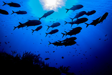 A silhouette shot of a small school of jacks cruising above a reef in the deep blue water of the Caribbean Sea