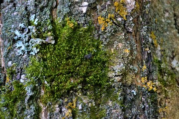 grey old birch bark with yellow lichen, texture