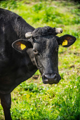 the cow in the meadow at sunny day