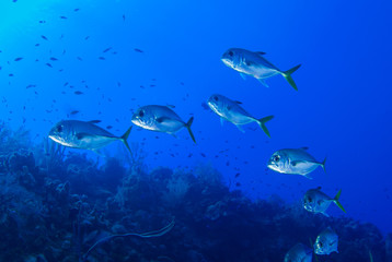 A silhouette shot of a small school of jacks cruising above a reef in the deep blue water of the Caribbean Sea