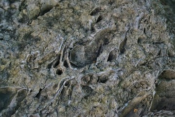 shell limestone,shell rock,coquina close up,textures,graining