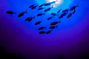 A silhouette shot of a small school of jacks cruising above a reef in the deep blue water of the Caribbean Sea