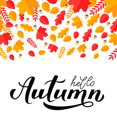 Hello Autumn calligraphy hand lettering with fall leaves and acorns. Seasonal inspirational quote typography poster. Easy to edit vector template for banner, flyer, sticker, postcard, mug, etc.