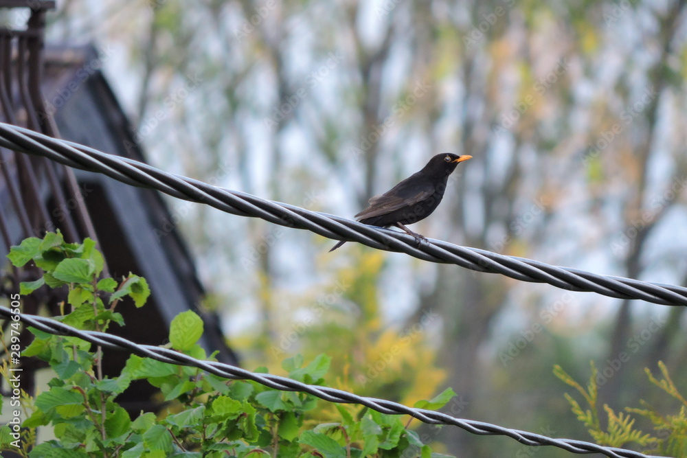 Wall mural The black Eurasian blackbird standing on a cable, a house and trees in the background