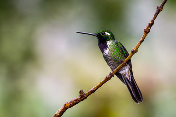 Purple-bibbed Whitetip (Urosticte benjamini), male