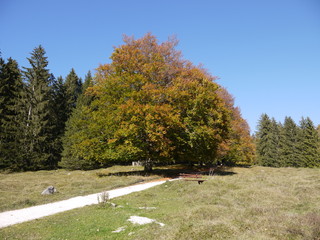 Fototapeta na wymiar Herbst im Berchtesgadener Land