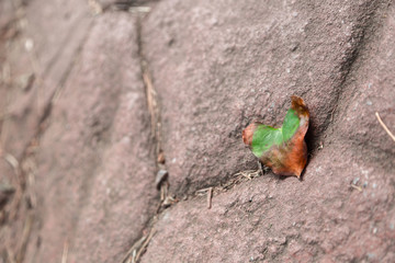 Hoja con forma de corazón
