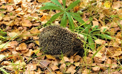 animal, background, blue, bristle, brown, countryside, creature, cute, declining species, defend, defense, dry, endangered species, erinaceus europaeus, european, flower, foliage, forest, garden, gras © Anton
