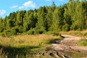 dirt road near green forest