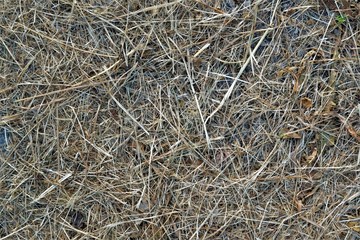 yellow dry grass close - up, natural texture © Anton