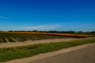 road in the field