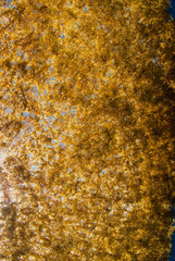 Dark side of the sargassum. A photo of sargassum shot from underneath the floating nuisance. This seaweed has bloomed out of control in the Caribbean where it floats to land and stinks