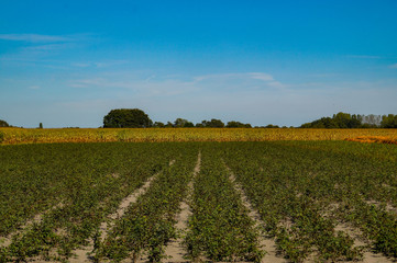 Fototapeta na wymiar rural landscape with field and blue sky