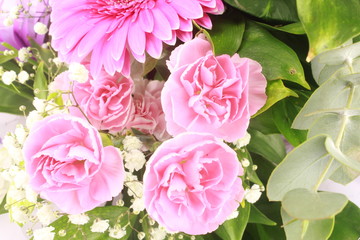 pink flowers on white background