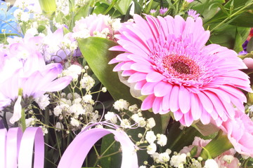Dahlia on a background of green leaves