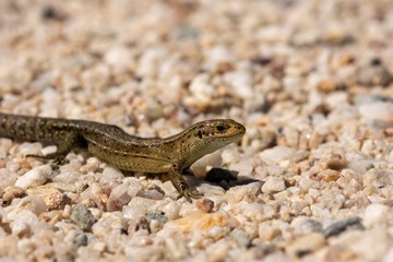 Macro of the viviparous lizard, Zootoca vivipara, lacerta vivipara on gravel