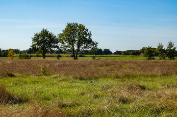 tree in a field