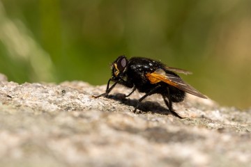 Macro of the noon fly (Mesembrina meridiana) sitting on a rock