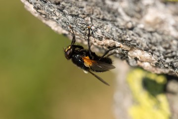 Macro of the noon fly (Mesembrina meridiana) sitting on a rock