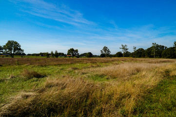 Obraz premium field in autumn