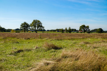 tree in a field in autumn