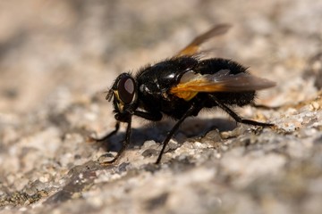 Macro of the noon fly (Mesembrina meridiana) sitting on a rock