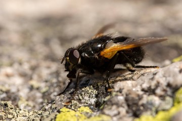 Macro of the noon fly (Mesembrina meridiana) sitting on a rock