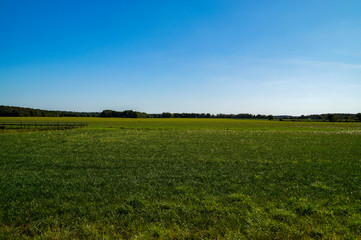 green field and blue sky