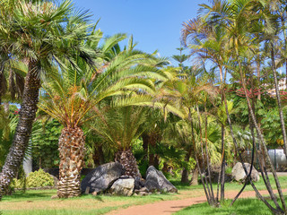 different types of palm  together on the canary island teneriffa