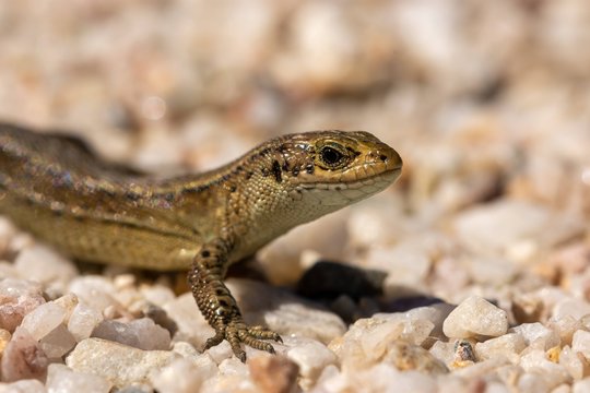 Macro of the viviparous lizard, Zootoca vivipara, lacerta vivipara on gravel