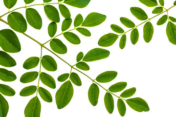 Plakat Moringa leaves isolate on white background