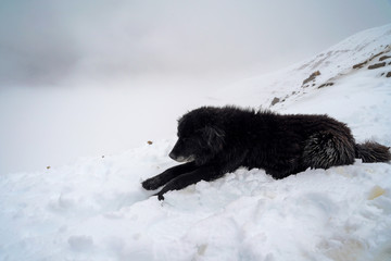 Naklejka premium Cusco
