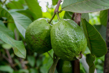 Green guava fruit hanging on tree in agriculture farm of Bangladesh in harvesting season. Psidium guajava