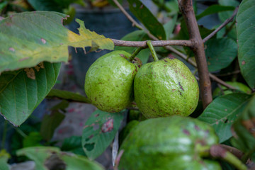 Young green guava fruit Hang on the guava tree. Guava fruit on the trees in the garden ready to harvest
