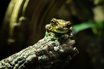 Froschkönig