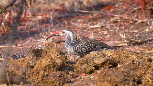 Red billed hornbill feeding on insects on Elephant poop, Victoria falls, Zimbabwe